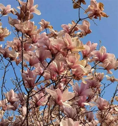 玉兰花树风水|玉兰花的寓意和风水禁忌有哪些